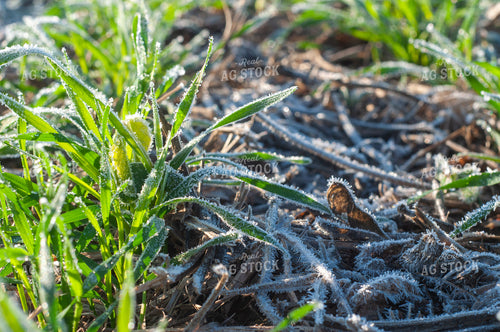 Frost on Winter Wheat 103066