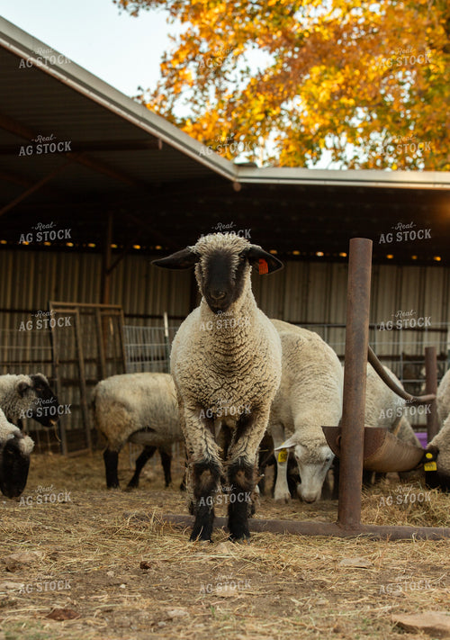 Sheep 264014
