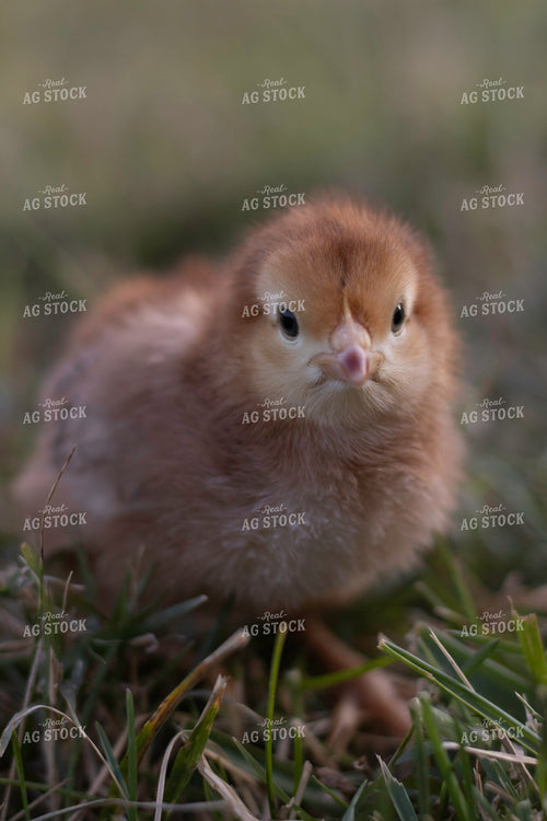 Chick in Farmyard 108036