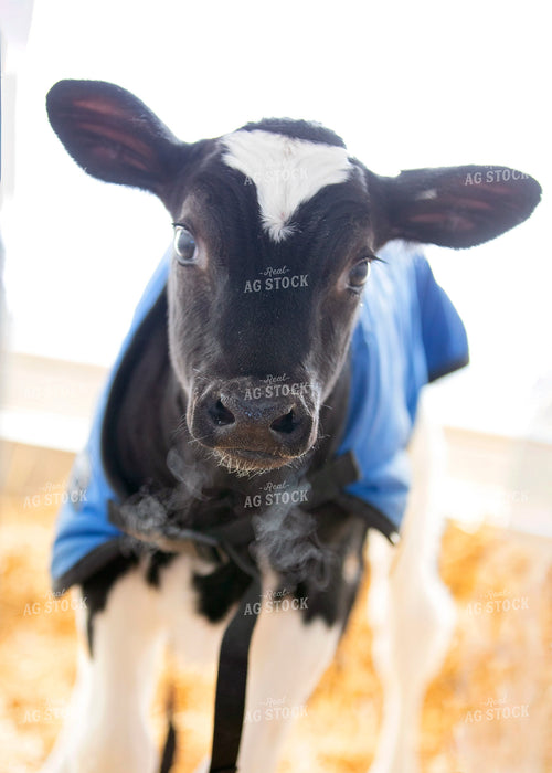 Holstein Calf 55028