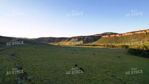 Cattle in Montana Pasture 92032