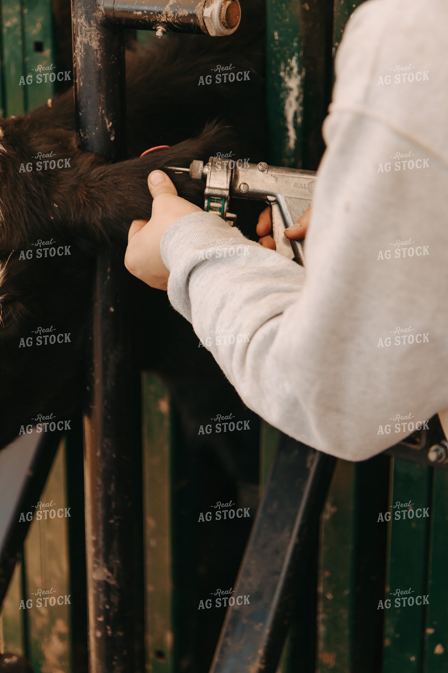 Female Rancher Inserting Implant Cattle 67522