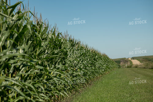 Midseason Corn 76661