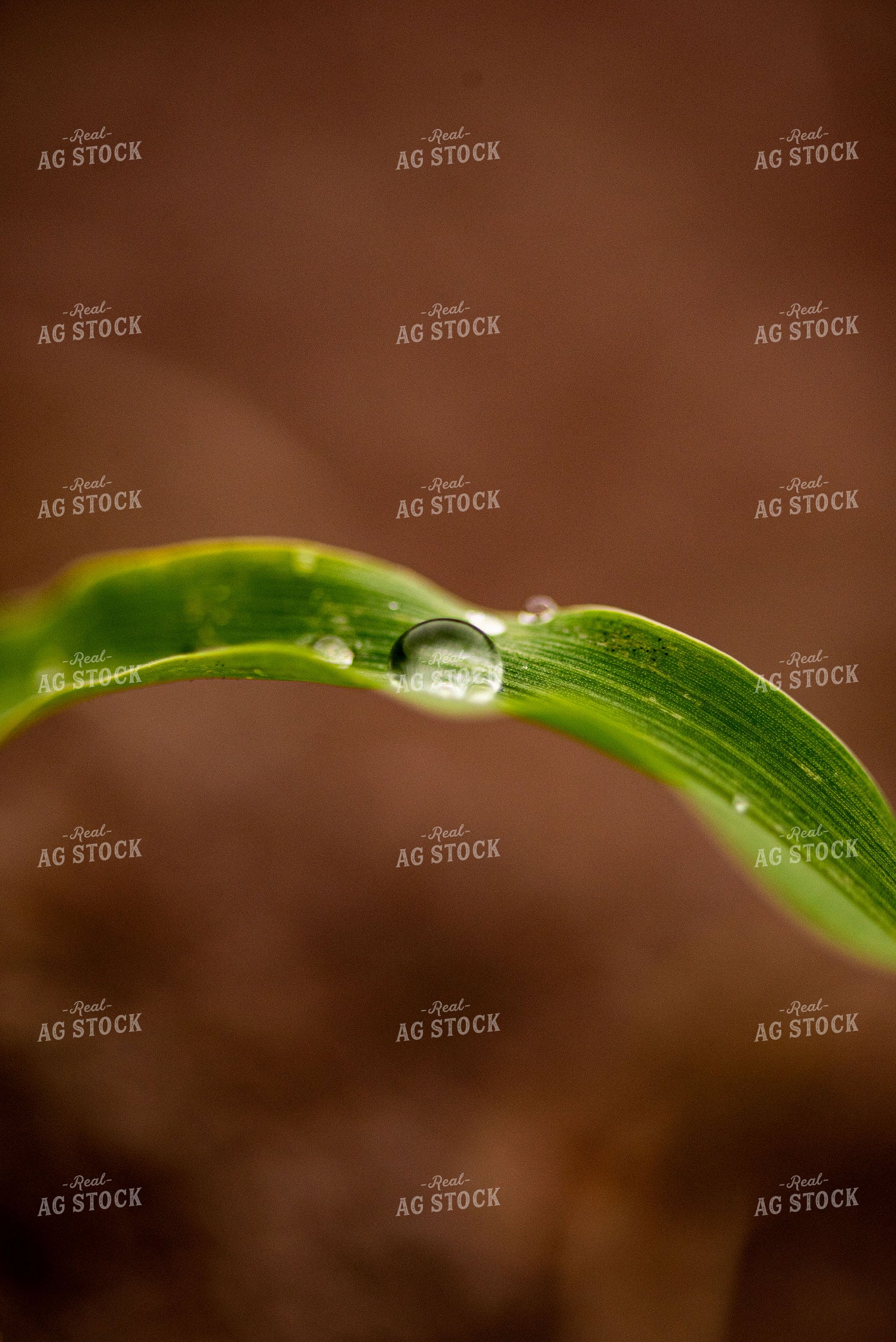 Water Droplets on Young Corn Plant Leaves 136055