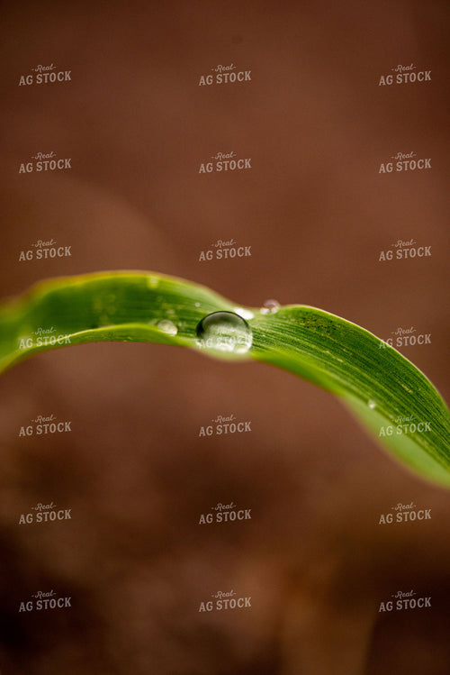 Water Droplets on Young Corn Plant Leaves 136055