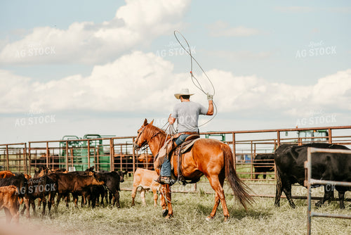 Cattlemen Herding Cattle 64285