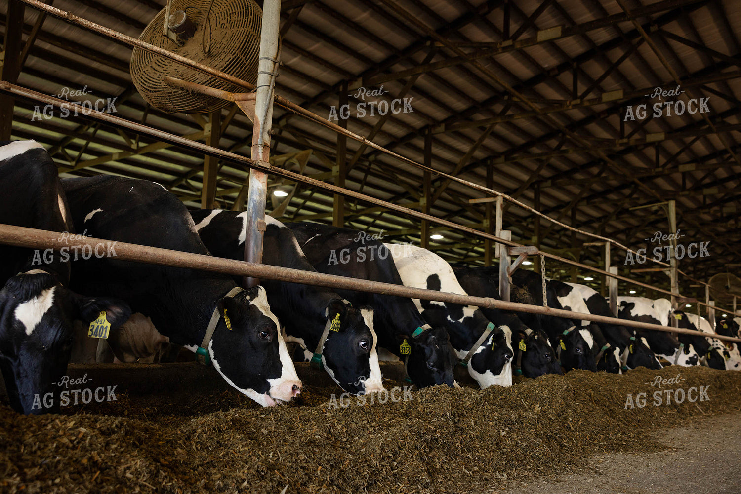Holstein Cattle in Open Air Barn 152274