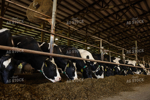 Holstein Cattle in Open Air Barn 152274