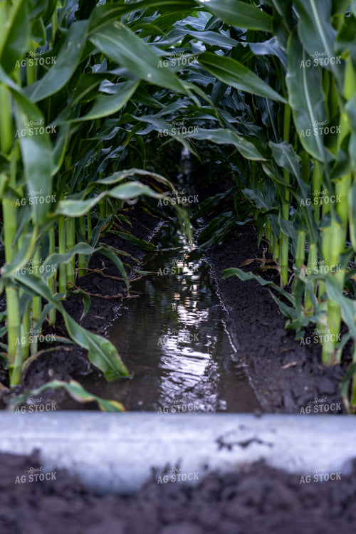 Gated Irrigation in Corn Field 65885
