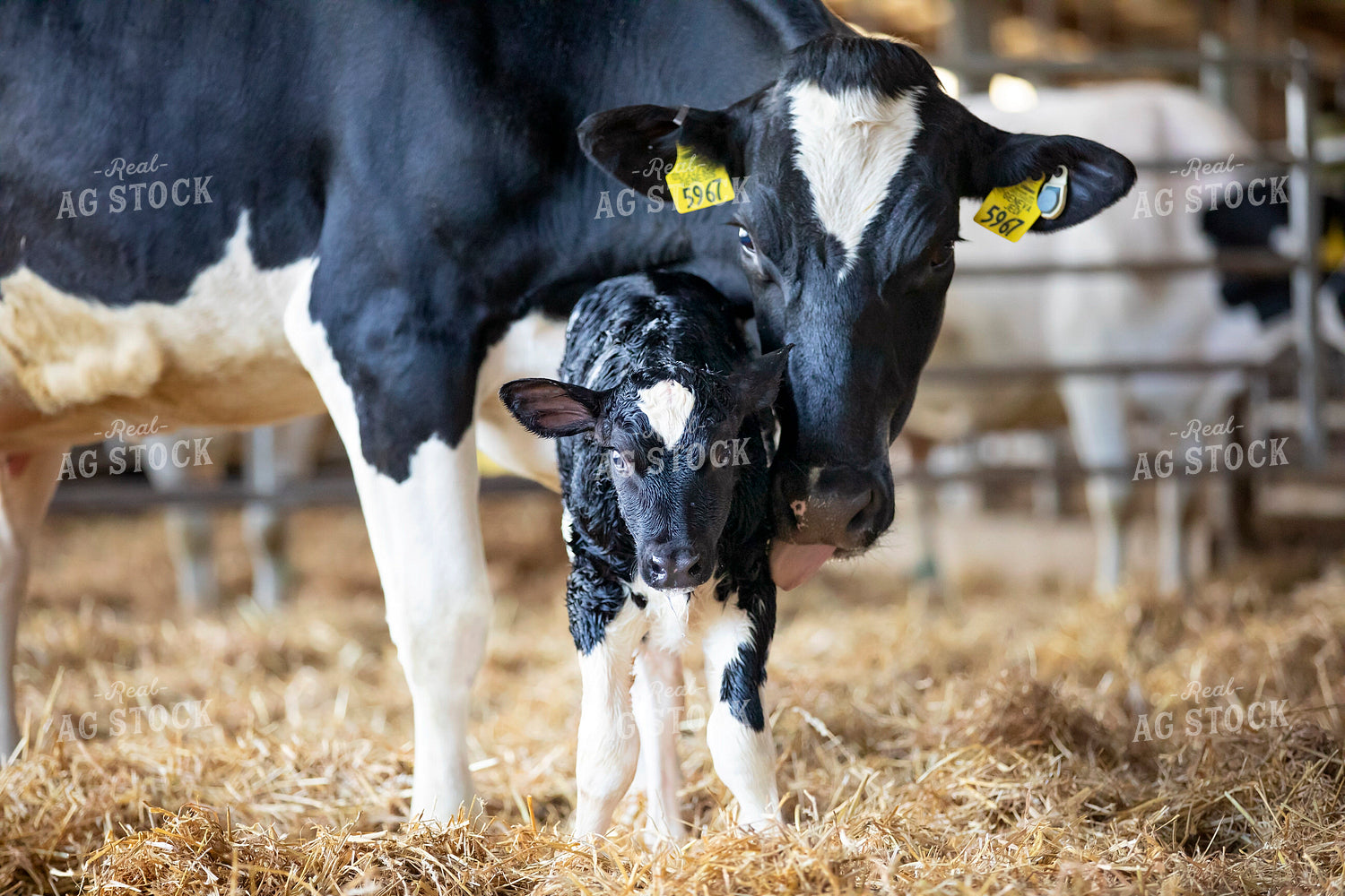 Holstein Cow and New Calf 55371