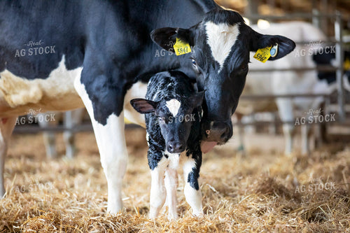 Holstein Cow and New Calf 55371
