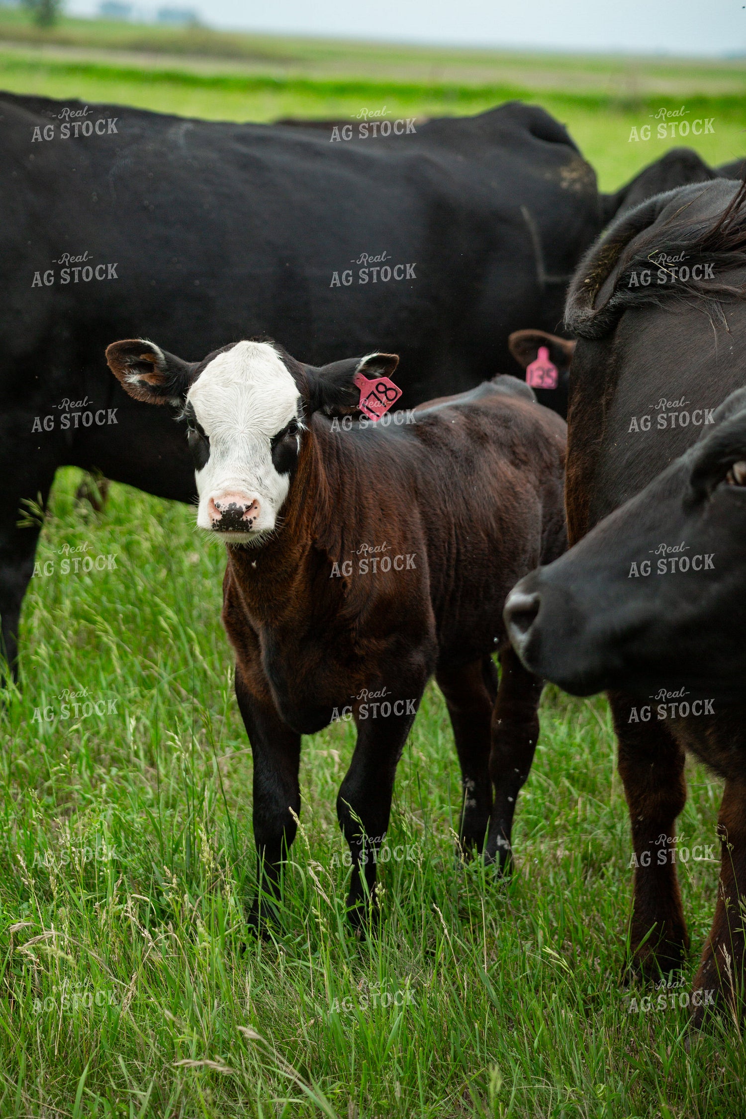 Cattle on Pasture 155624