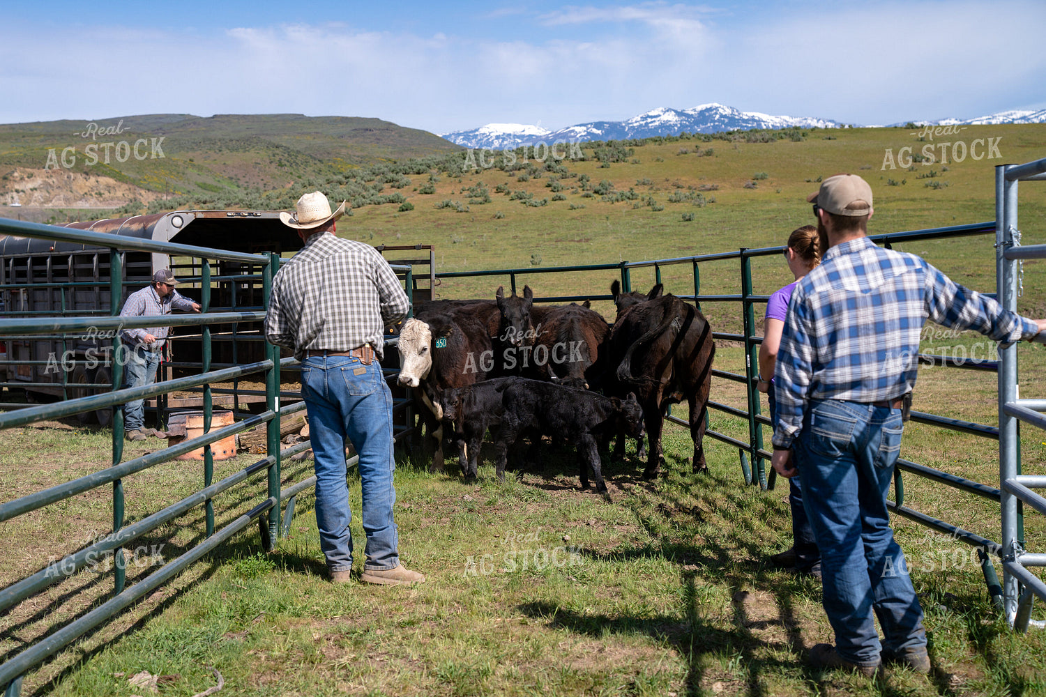 Farmers Tending to Cattle in a Scenic Rural Ranch Setting 65367