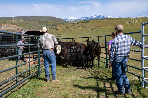 Farmers Tending to Cattle in a Scenic Rural Ranch Setting 65367