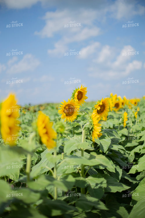 Sunflower Field 93093