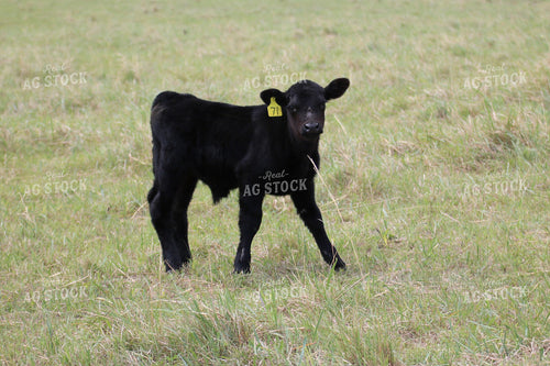 Black Angus Calf 82013