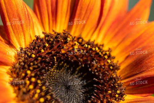 Orange Sunflower Plant 76262