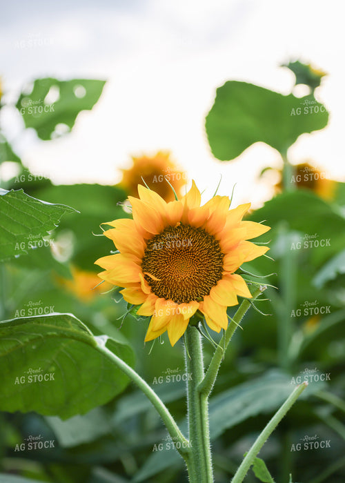 Sunflowers 160203