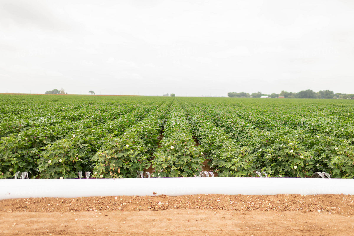 Irrigating Cotton Field 59109