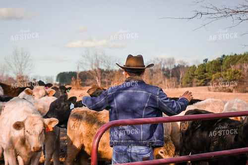 Rancher with Cattle 128009