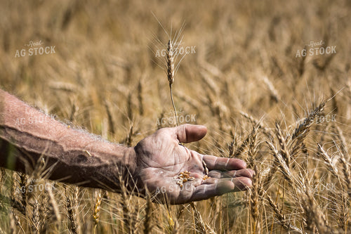 Farmer with Barley in Hands 138087
