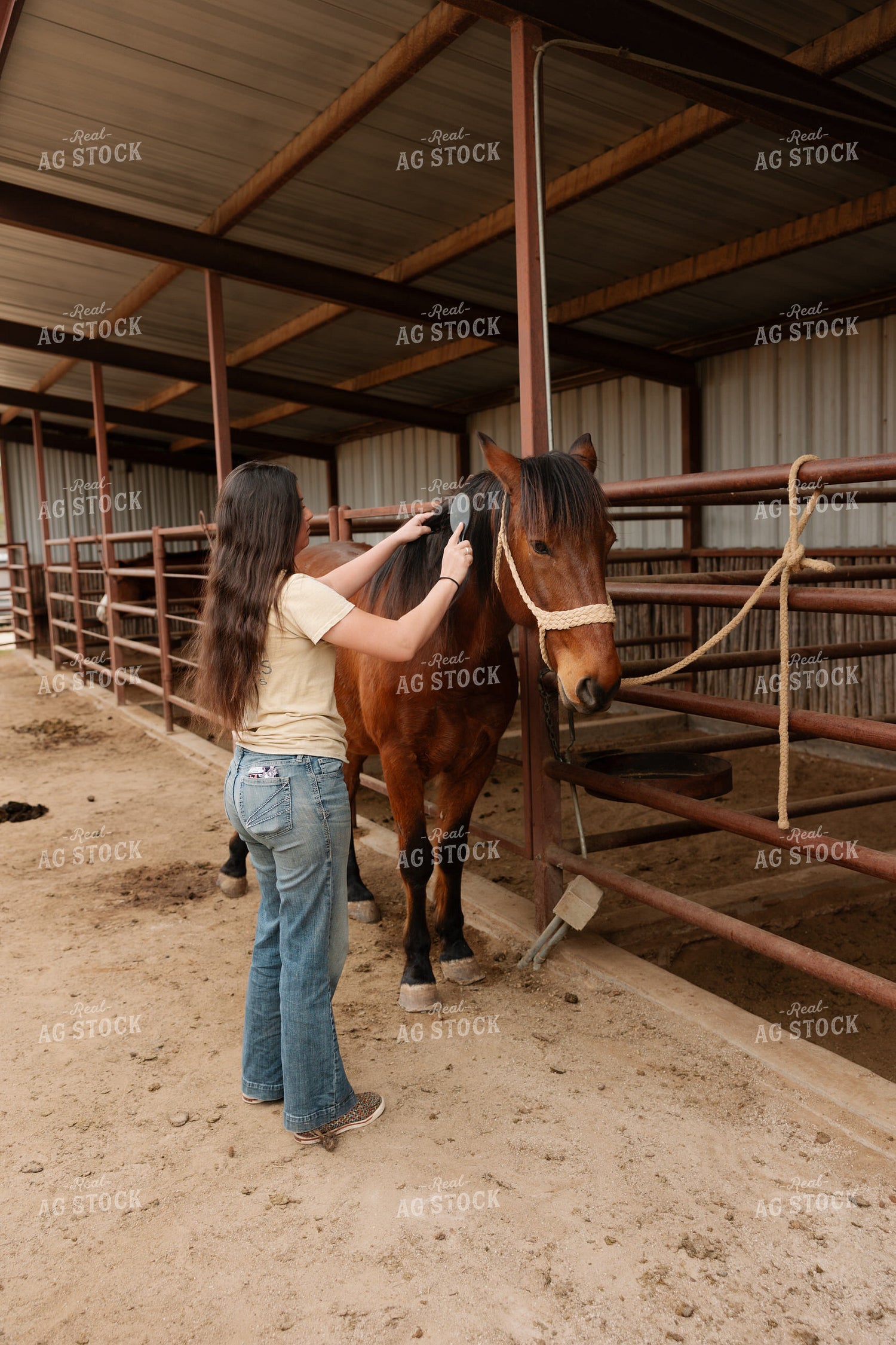 Brushing Horse 205129