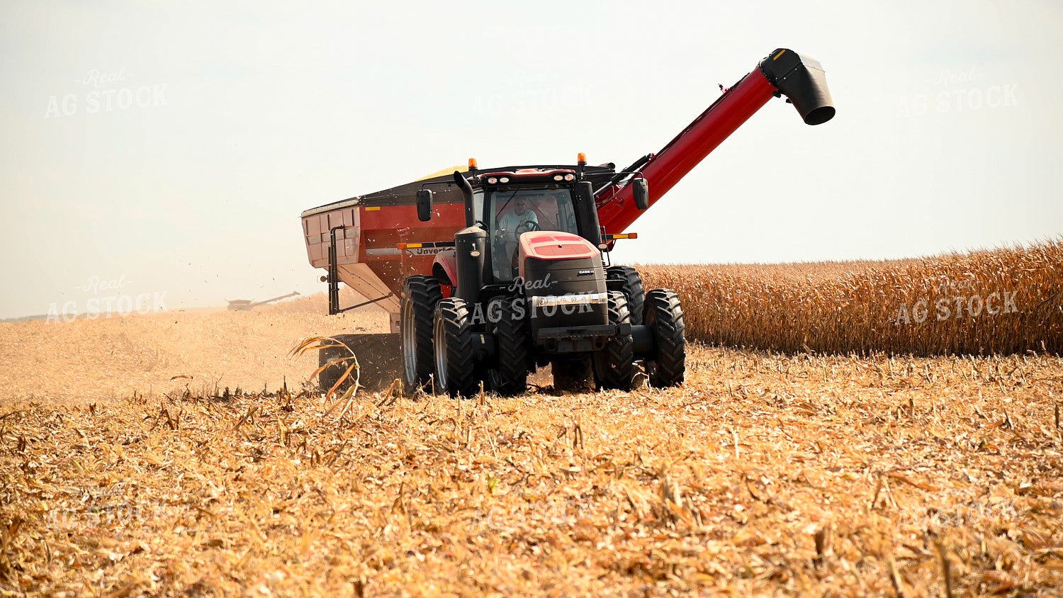 Auger Wagon Driving Through Corn Field 25600