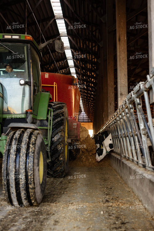 Feeding Holstein Cattle in Barn 152392