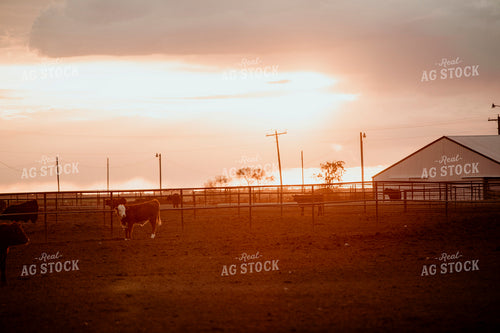Feedyard 3118