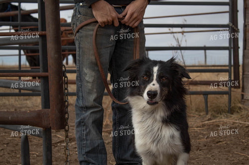 Dog in Farmyard 97006
