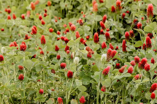 Cover Crop Crimson Clover 104111