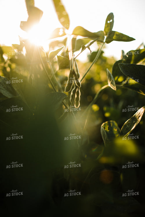 Soybean Pods at Sunrise 3275