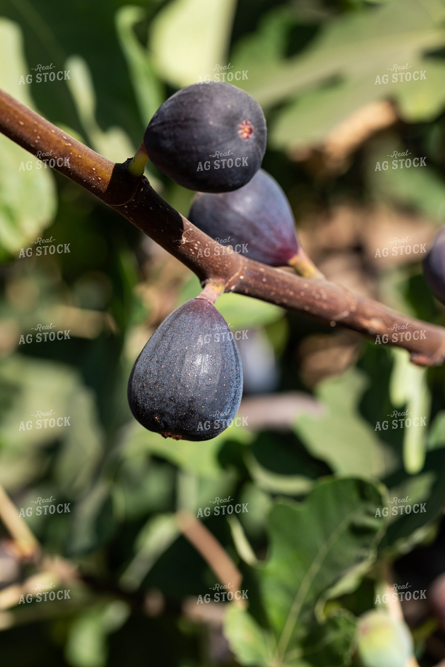 Fig Tree 276051
