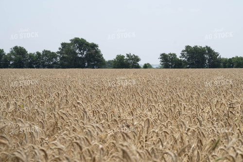 Wheat Field 91047