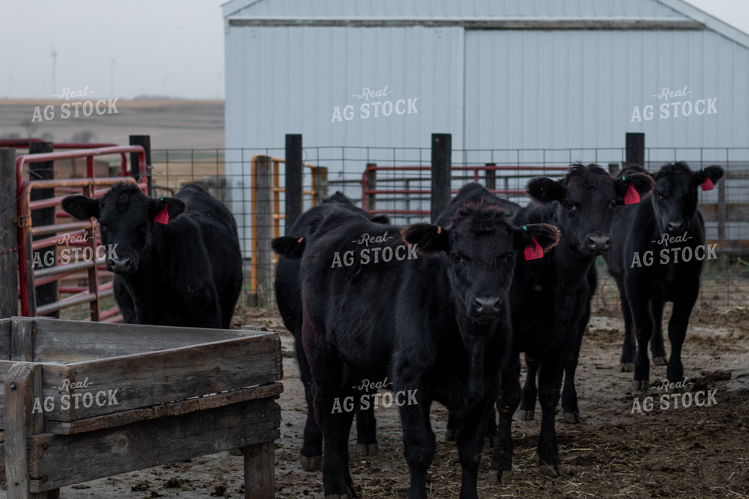 Angus Cattle in Pen 67179