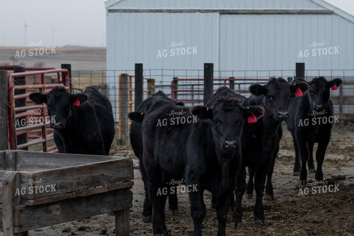 Angus Cattle in Pen 67179