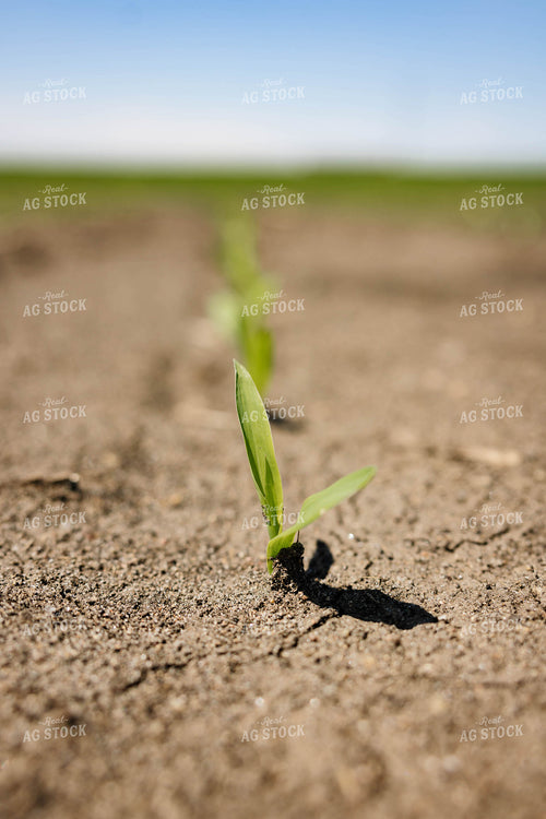 Early Growth Corn 152436