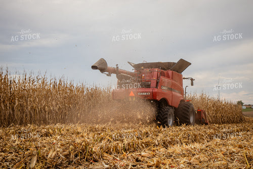 Corn Harvest 268187