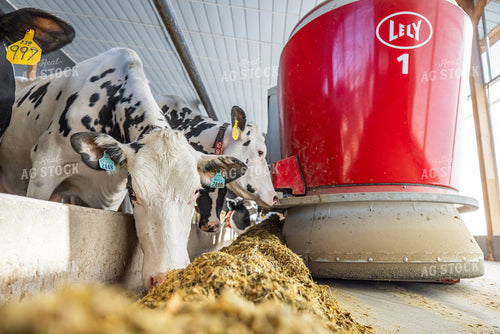 Robotic Feeder in Holstein Cattle Barn  270288