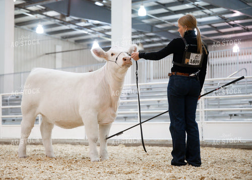 Showing Cattle 171034