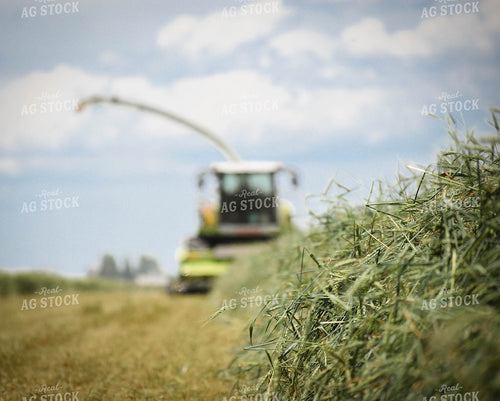 Wheat Hay Harvest 56117