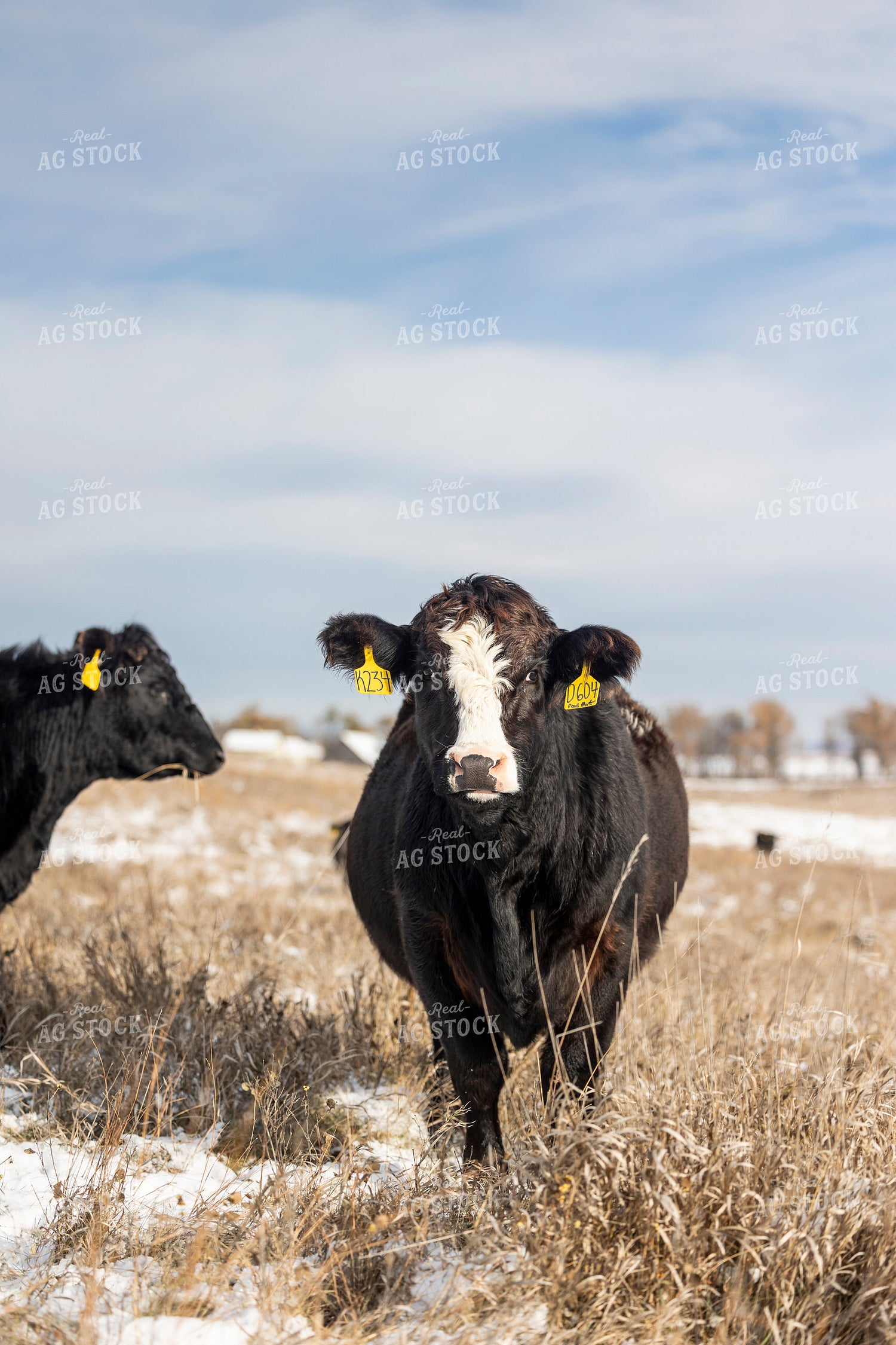 Simmental Cattle 72169