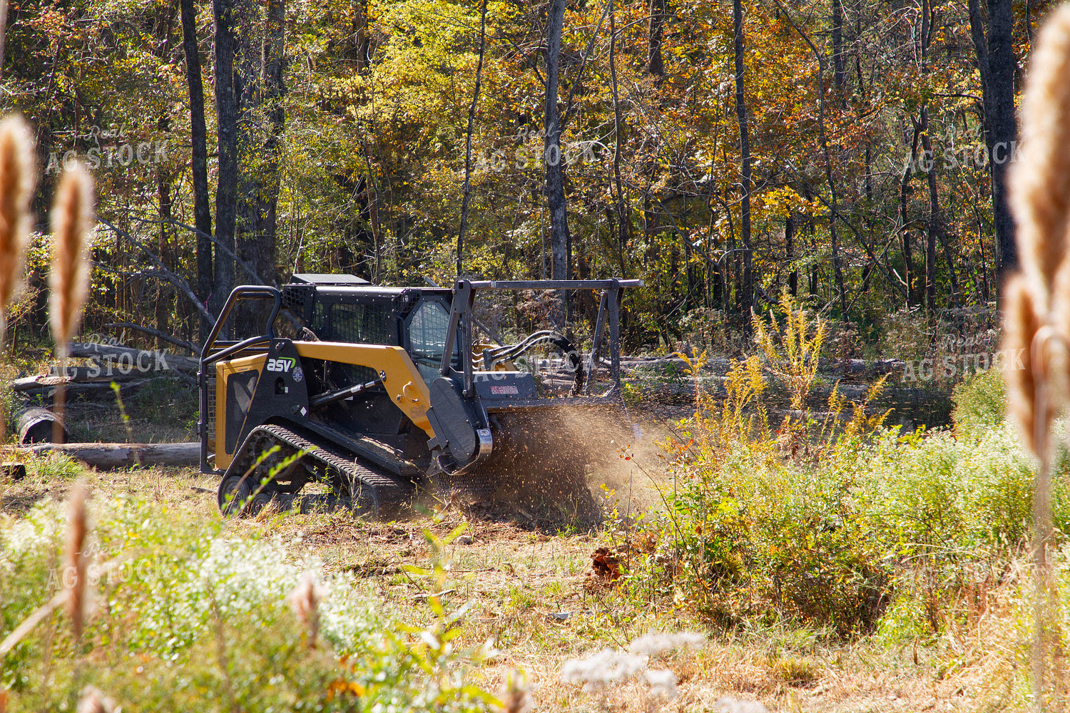 Stump Grinding 79161