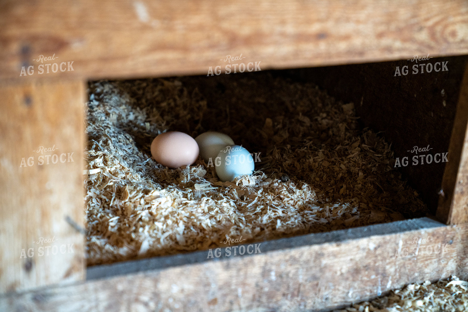 Freshly Laid Eggs in a Wooden Chicken Nest Box with Straw Bedding 65257