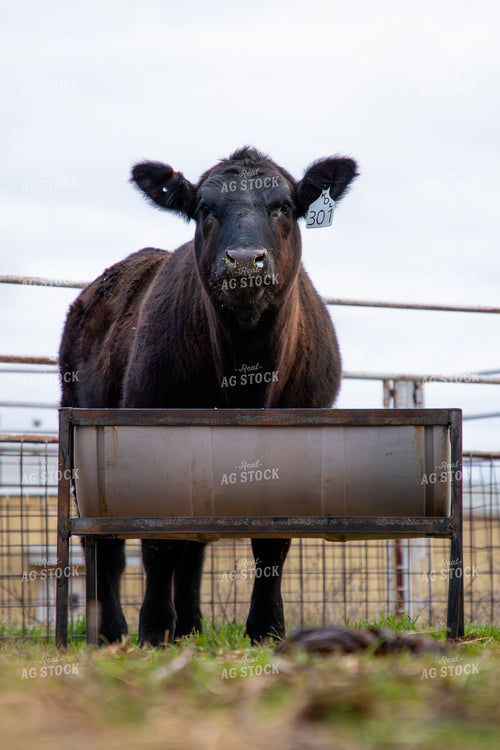 Angus Cow 208039