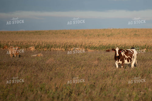 Cattle on Pasture 185032