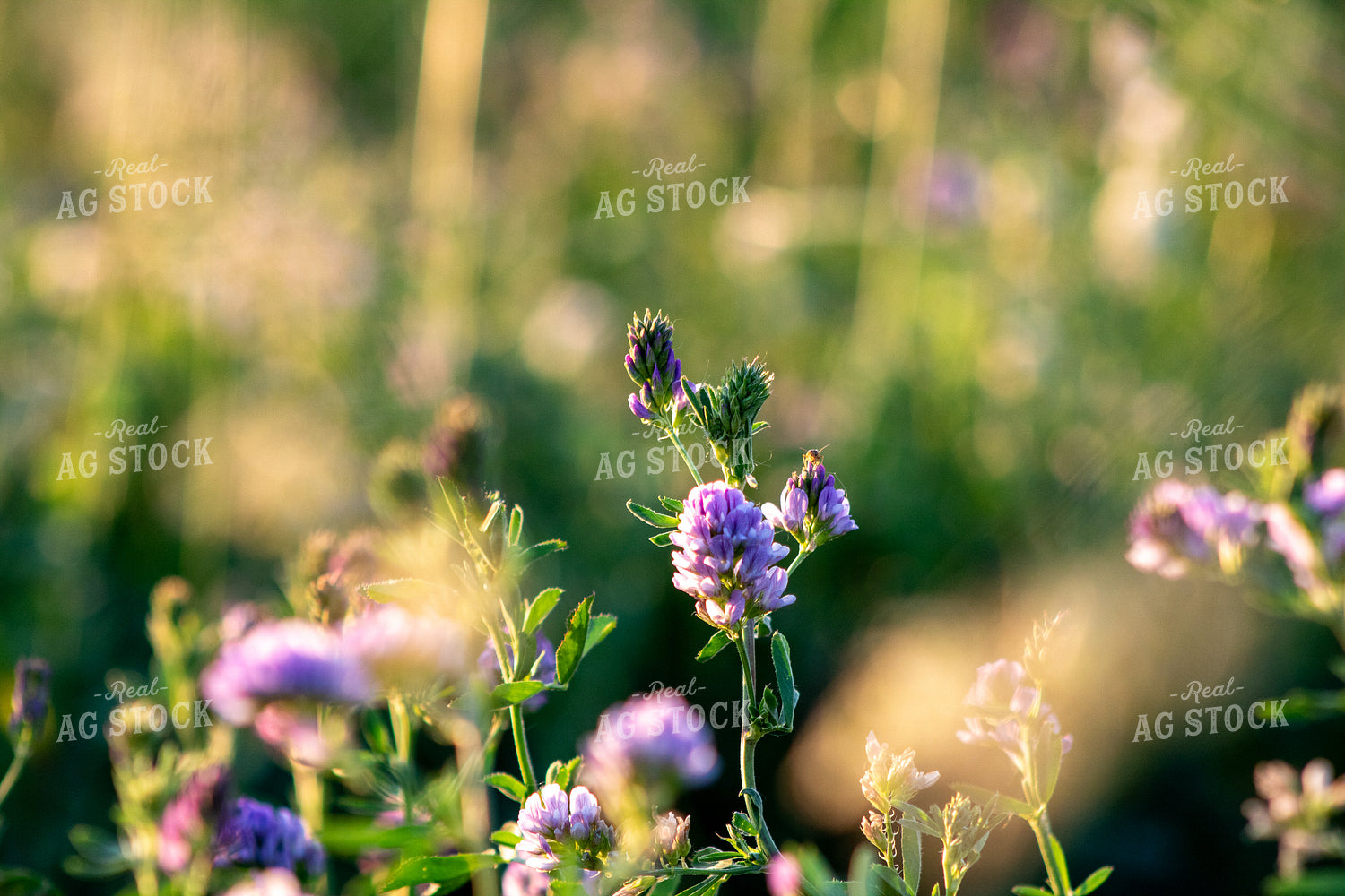 Alfalfa Close Up 214323