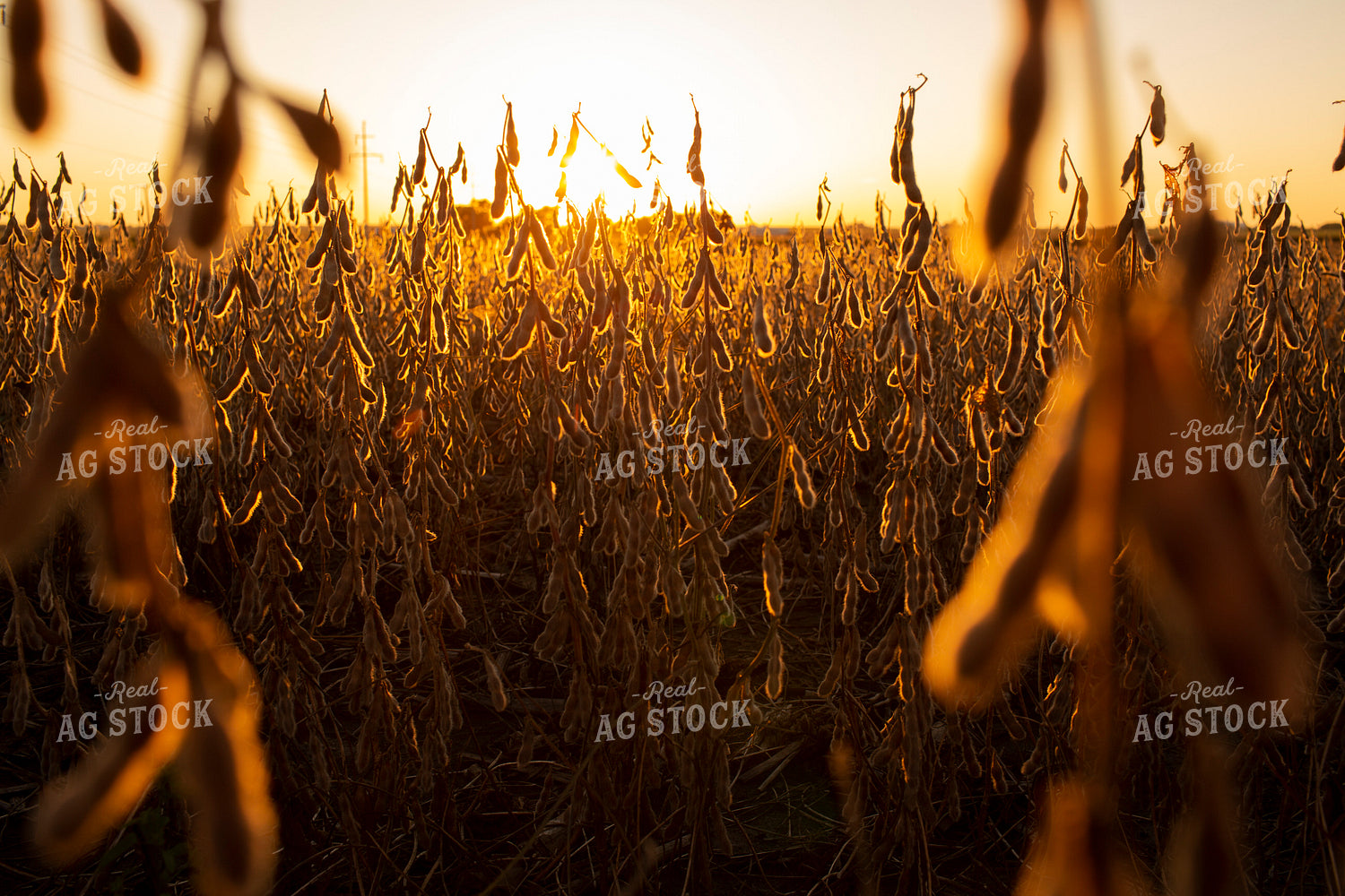 Soybeans - Dry 2471