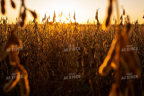 Soybeans - Dry 2471