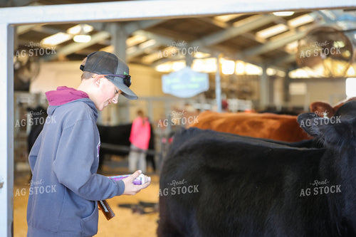 Clipping Cattle on Show Day 52349